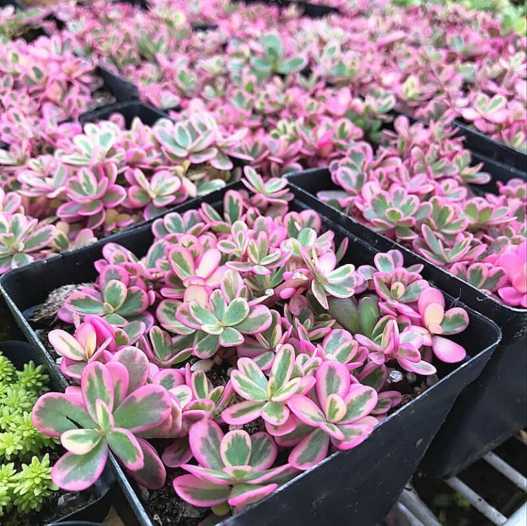 Sedum rupestre