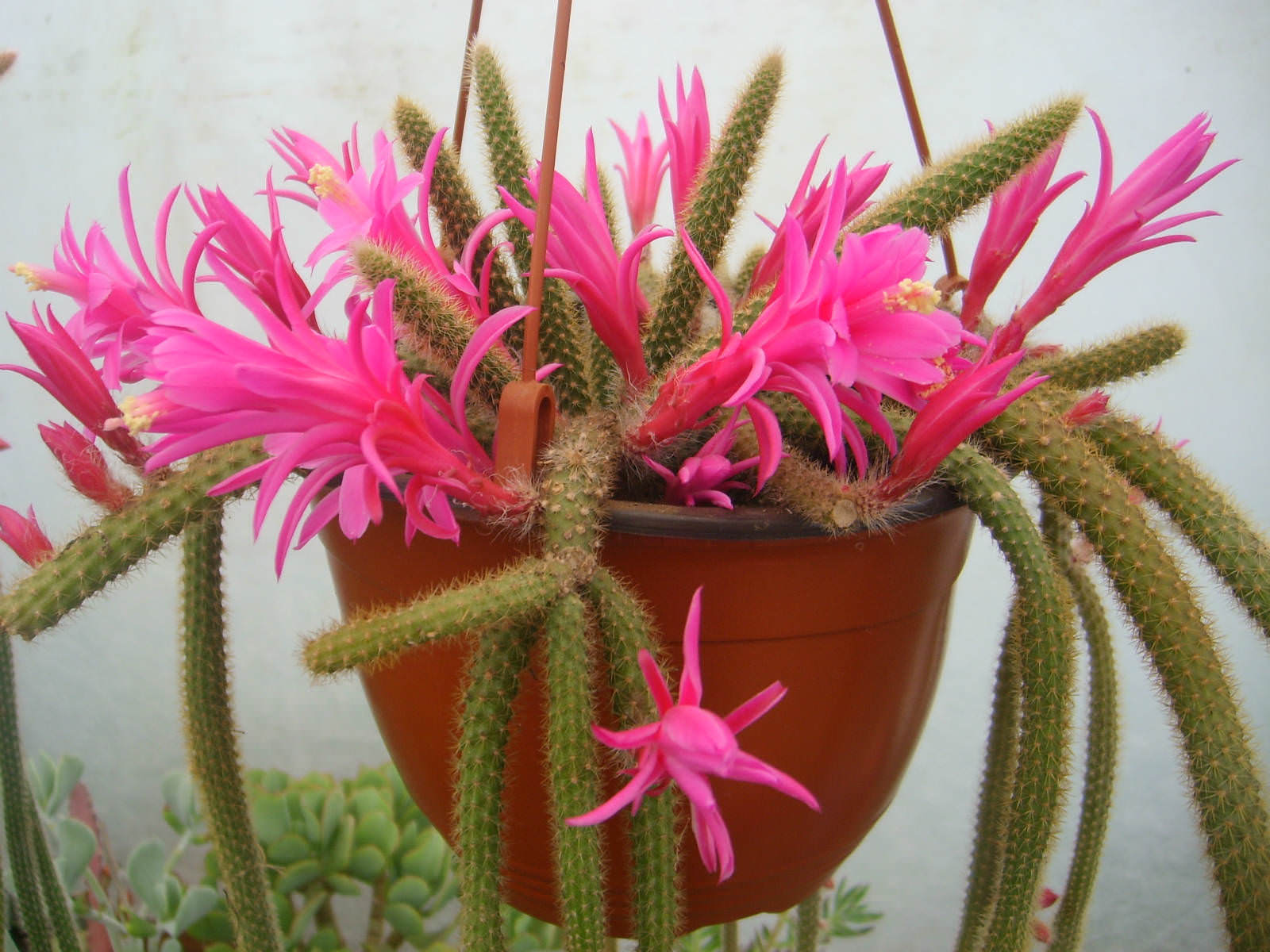 Aporocactus flagelliformis