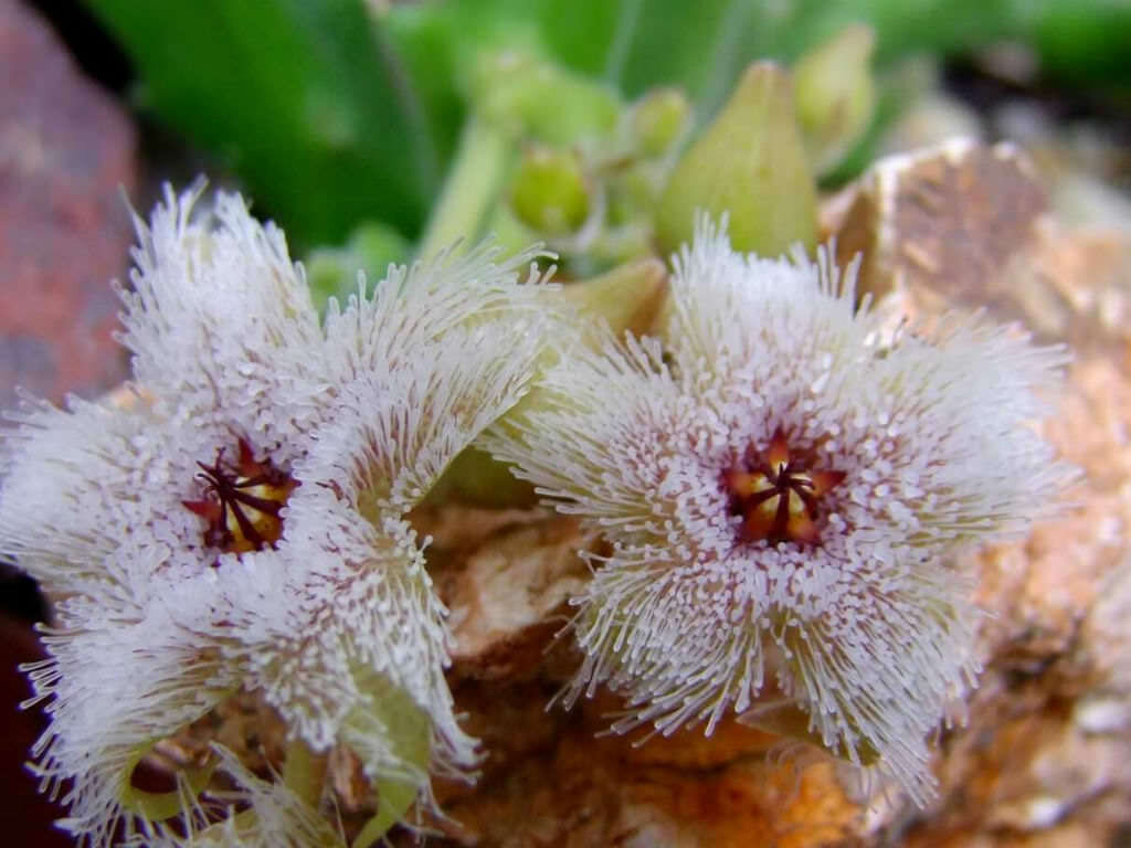 This is Stapelia glandulifora. The common name for this is Grandular Star Flower. Whimsy and Wonder Seeds sells the freshest of rare plant seeds. Other Common names for this rare succulent plant are:Granular Star Flower: African Star Flower, Nine Star Perennial, Cape Star, Ornithogalum dubium. Check this Grandular Star Flower (Stapelia glandulifora) out along with all of  our other succulent plant seeds here at Whimsy and Wonder Seeds. We ship these succulent plants  seeds from Canada to anywhere in the World.
