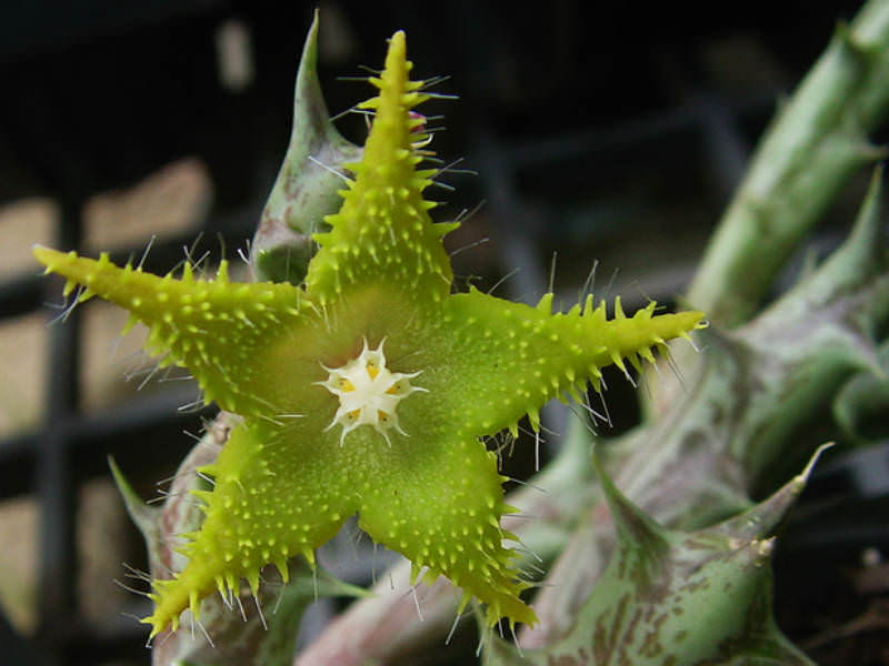 Orbea dummeri