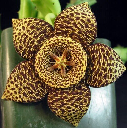 This is Orbea variegata. The common name for this is Toad Star Flower. Whimsy and Wonder Seeds sells the freshest of rare plant seeds. Other Common names for this rare cactus species are:Toad Star Flower: Star of Bethlehem, wonder flower, Nap-at-vig. Check this Toad Star Flower (Orbea variegata) out along with all of  our other cacti plant seeds here at Whimsy and Wonder Seeds. We ship these cactus plants seeds from  Canada to anywhere in the World.