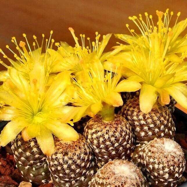 This is Copiapoa hypogaea  var. lauii. The common name for this is Copiapoa Laui. Whimsy and Wonder Seeds sells the freshest of rare plant seeds. Other Common names for this rare cactus species are:Copiapoa Laui - Pebble Cactus, Snowball Cactus, Chilean Nipple Cactus. Check this Copiapoa Laui  (Copiapoa hypogaea  var. lauii) out along with all of  our other cacti plant seeds here at Whimsy and Wonder Seeds. We ship these cactus plants seeds from  Canada to anywhere in the World.