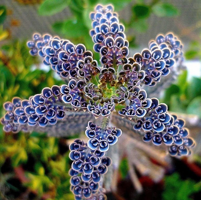 Kalanchoe delagoensis