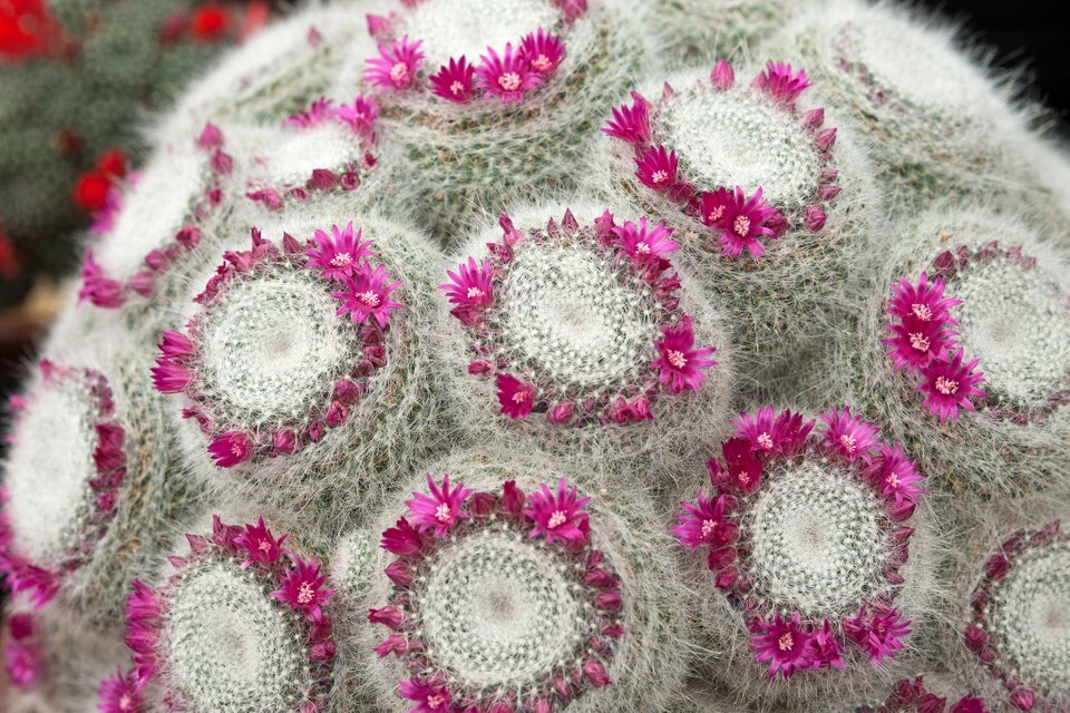 Mammillaria hahniana