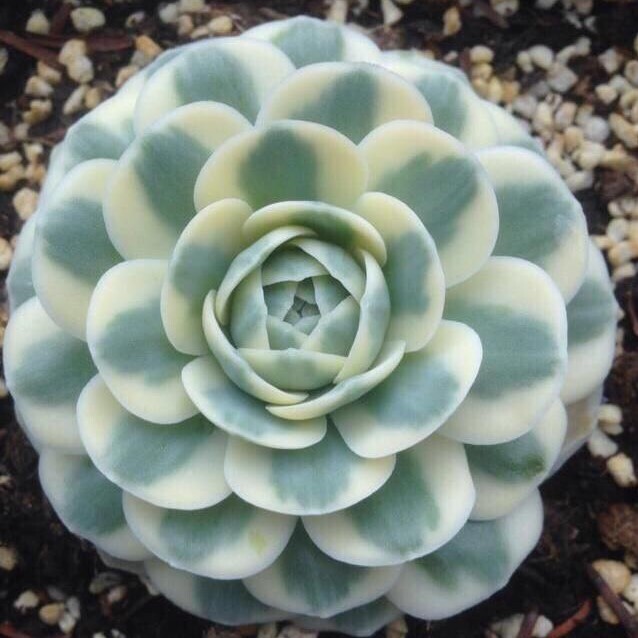 Orostachys iwarenge