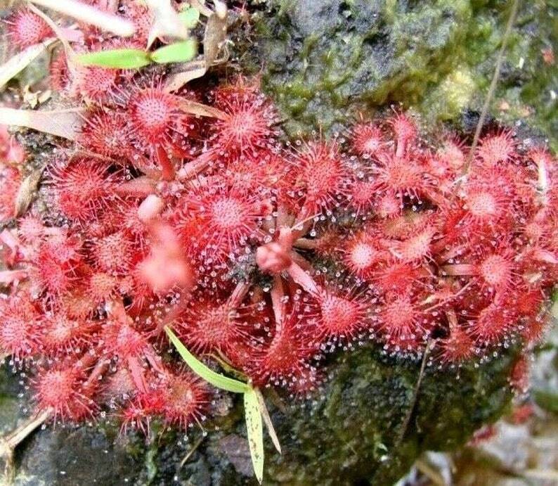 Drosera Brevifolia