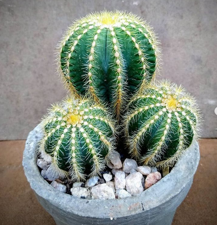 This is Notocactus magnificus. The common name for this is Balloon Cactus. Whimsy and Wonder Seeds sells the freshest of rare plant seeds. Other Common names for this rare cactus species are: Balloon Cactus, Powder Puff Cactus, Balloon Pincushion. Check this Balloon Cactus (Notocactus magnificus) out along with all of  our other cacti plant seeds here at Whimsy and Wonder Seeds. We ship these cactus plants seeds from  Canada to anywhere in the World.