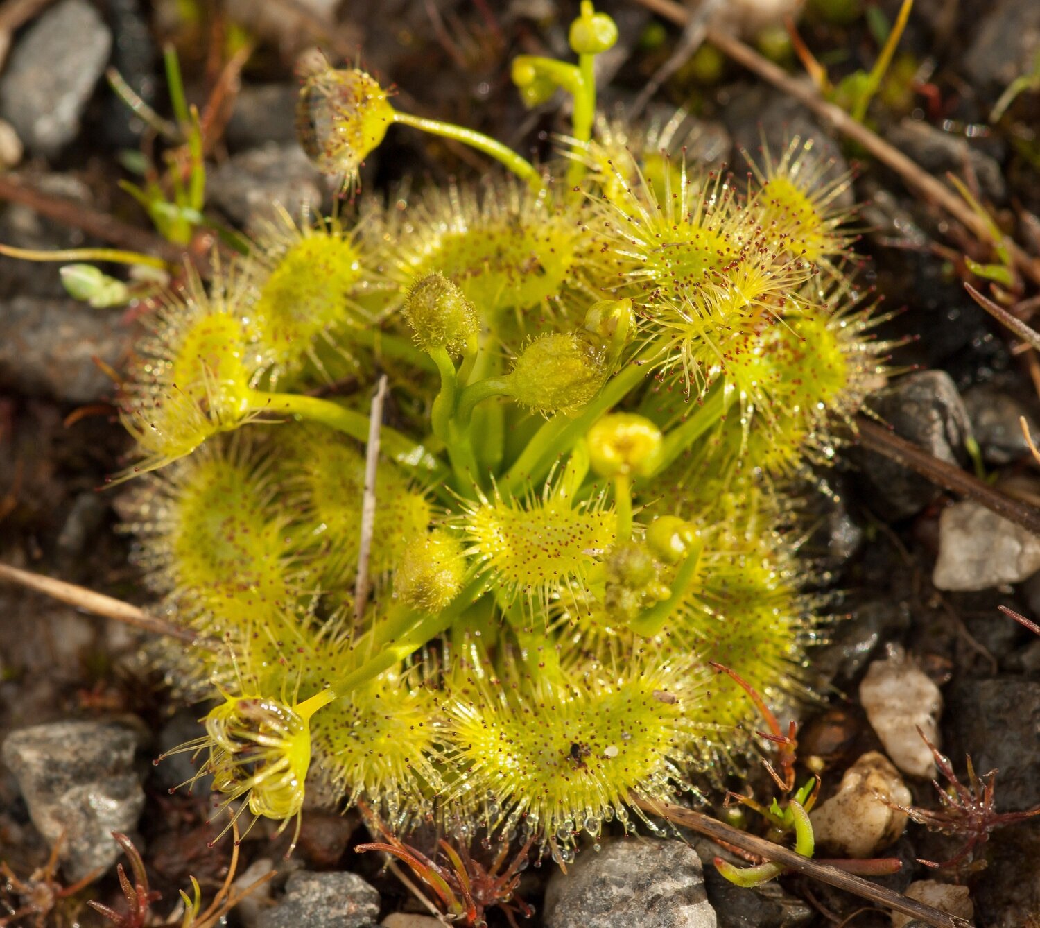 This is Pale Sundew. The common name for this is Pale Sundew. Whimsy and Wonder Seeds sells the freshest of rare plant seeds. Other Common names for this rare insectivorous plant are: Pale Sundew: English Sundew, Dewplant, Drosera tokaiensis, Oblong-leaf Sundew, Round-leaved Sundew. Check this Pale Sundew (Pale Sundew) out along with all of our other carnivorous plant seeds here at Whimsy and Wonder Seeds. We ship these carnivorous plants seeds from Canada to anywhere in the World.