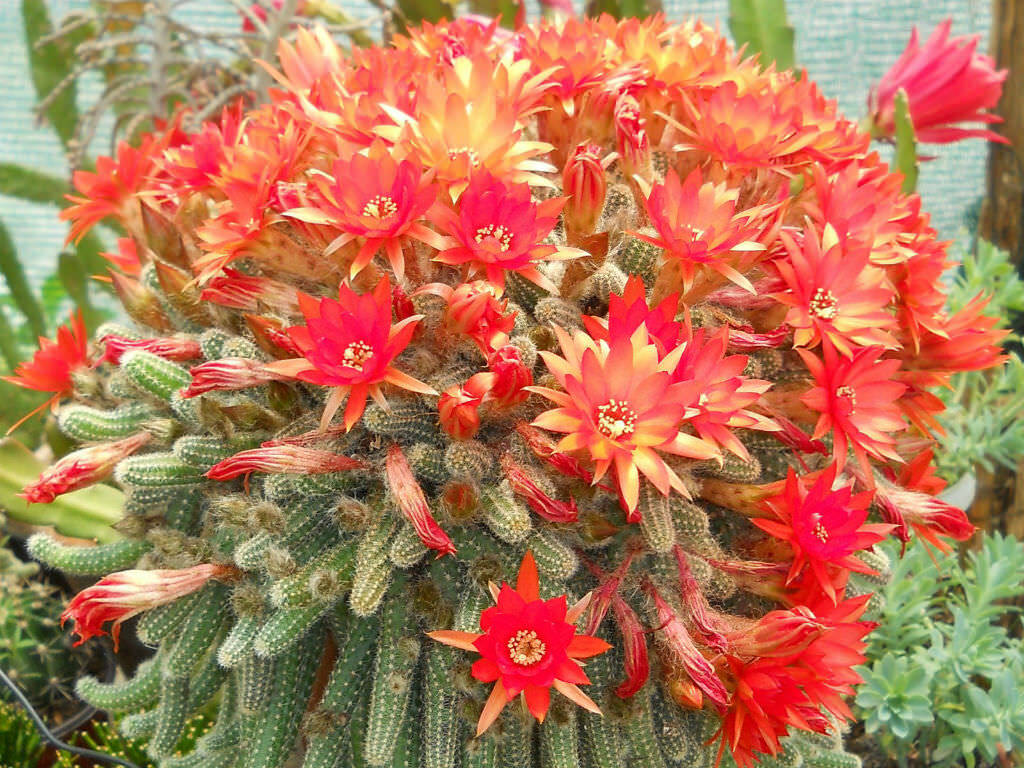 Lobivia sylvestris