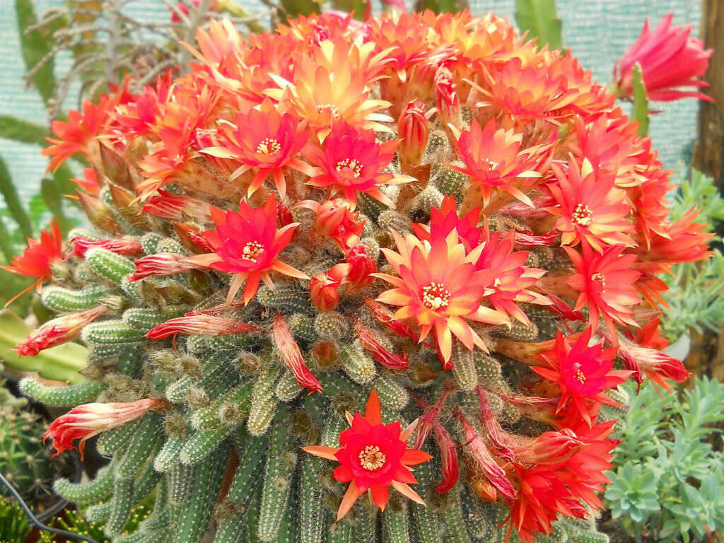 This is Lobivia sylvestris. The common name for this is Peanuts Cactus. Whimsy and Wonder Seeds sells the freshest of rare plant seeds. Other Common names for this rare cactus species are: Peanuts Cactus: Peanut Cactus, Rat Tail Cactus, Rat&#39;s Tail Cactus, Monkey Tail Cactus, Fish Bone Cactus. Check this Peanuts Cactus (Lobivia sylvestris) out along with all of  our other cacti plant seeds here at Whimsy and Wonder Seeds. We ship these cactus plants seeds from  Canada to anywhere in the World.