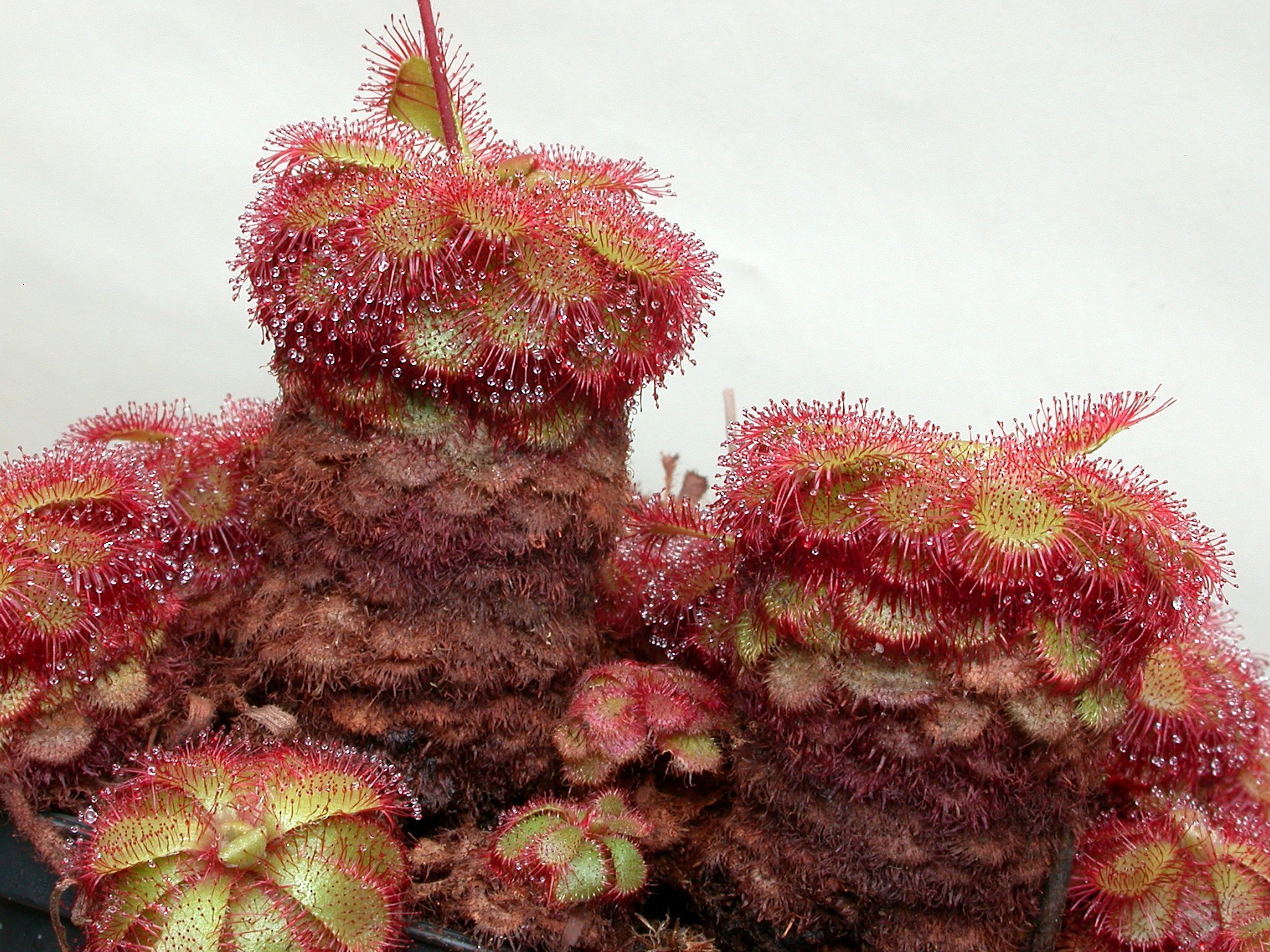 Drosera admirabilis