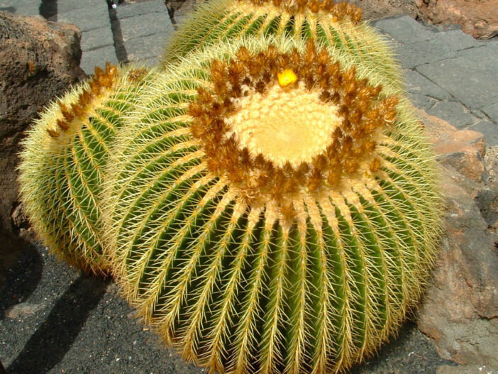 This is Echinocactus grusonii. The common name for this is Golden Barrel Cactus. Whimsy and Wonder Seeds sells the freshest of rare plant seeds. Other Common names for this rare cactus species are: Golden Barrel Cactus: Mother-in-Law&#39;s Cushion, Golden Ball Cactus, Echinocactus grusonii. Check this Golden Barrel Cactus (Echinocactus grusonii) out along with all of  our other cacti plant seeds here at Whimsy and Wonder Seeds. We ship these cactus plants seeds from  Canada to anywhere in the World.