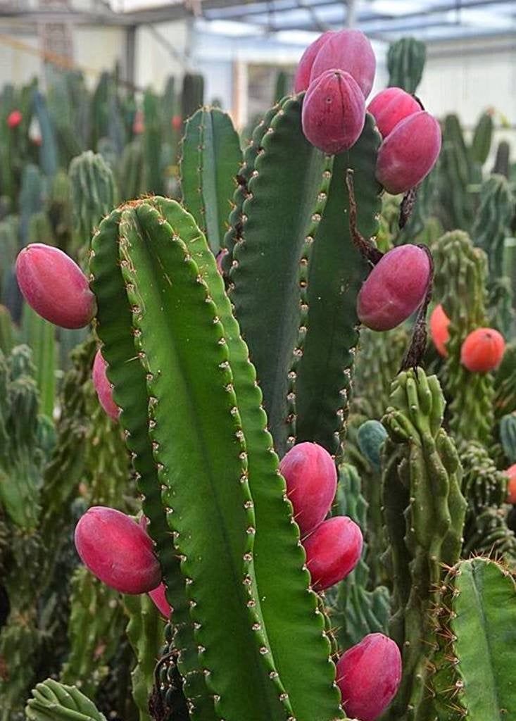 Cereus repandus