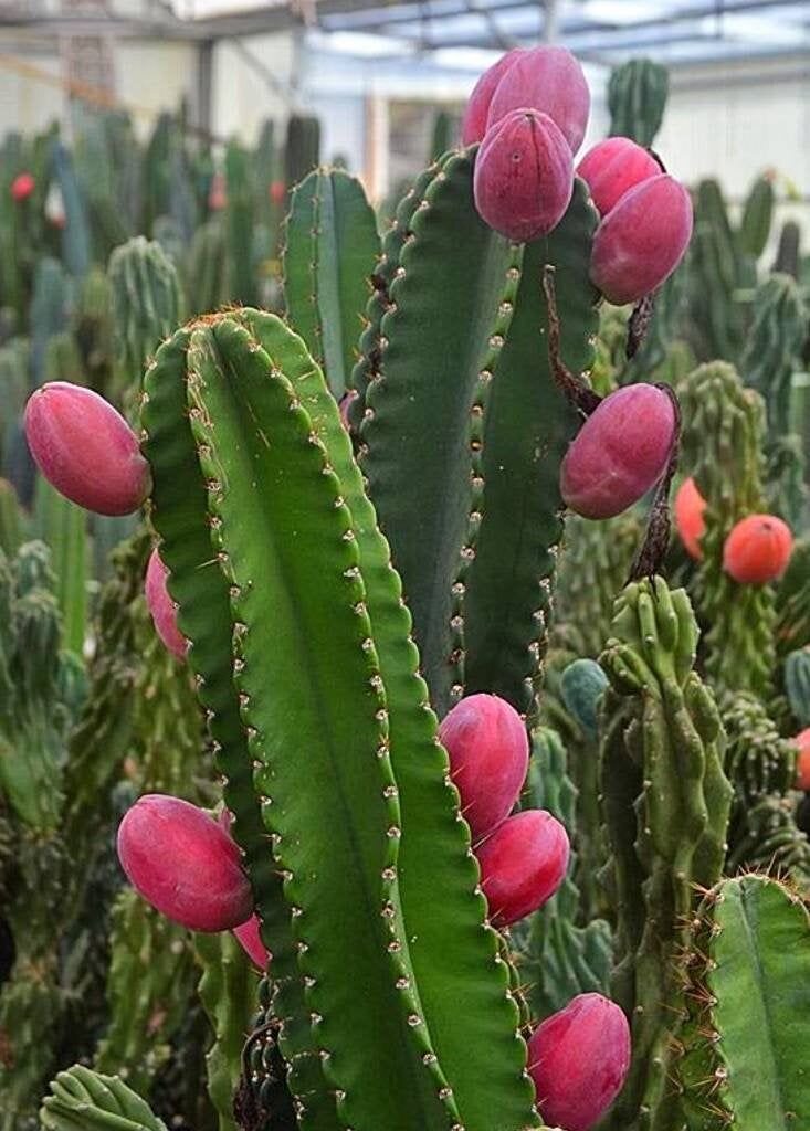 This is Cereus  repandus. The common name for this is Peruvian Apple Cactus. Whimsy and Wonder Seeds sells the freshest of rare plant seeds. Other Common names for this rare cactus species are: Peruvian Apple Cactus: Cereus repandus, Hedge Cactus, Giant Club Cactus, Queen of the Night, Pitaya. Check this Peruvian Apple Cactus (Cereus  repandus) out along with all of  our other cacti plant seeds here at Whimsy and Wonder Seeds. We ship these cactus plants seeds from  Canada to anywhere in the World.