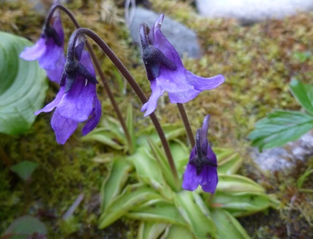 Pinguicula vulgaris