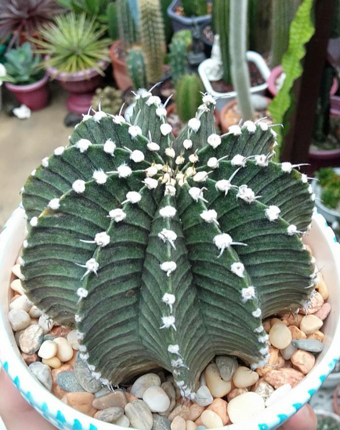 Gymnocalycium stenopleurum 'pink'