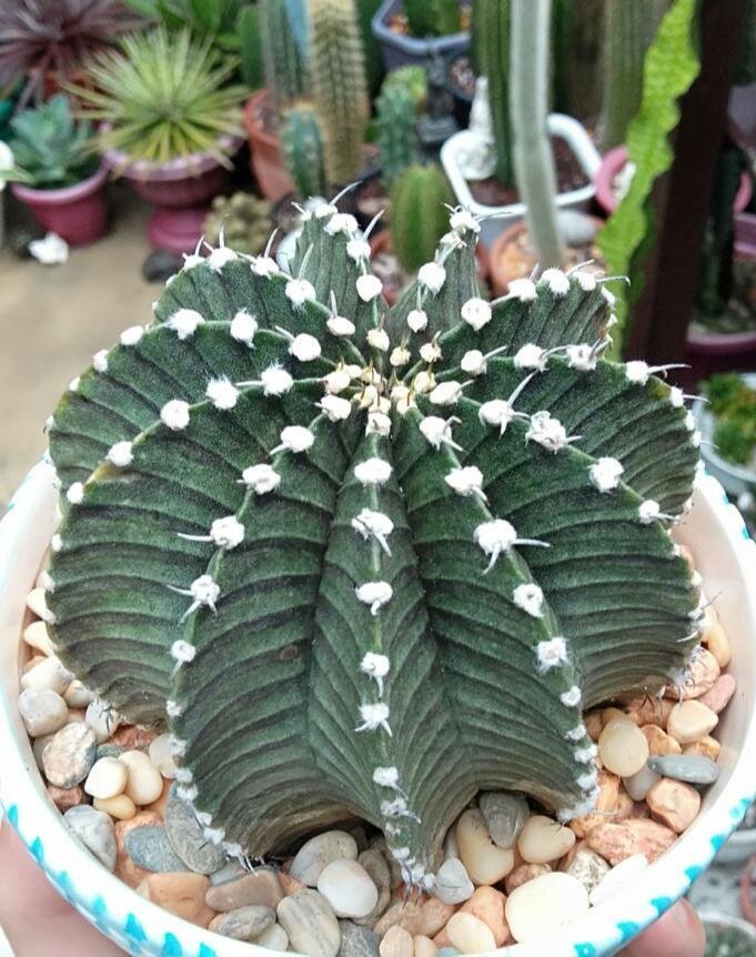 This is Gymnocalycium stenopleurum &#39;pink&#39;. The common name for this is Moon Cactus. Whimsy and Wonder Seeds sells the freshest of rare plant seeds. Other Common names for this rare cactus species are:  Moon Cactus - Chin Cactus, Gymnocalycium mihanovichii. Check this Moon Cactus (Gymnocalycium stenopleurum &#39;pink&#39;) out along with all of  our other cacti plant seeds here at Whimsy and Wonder Seeds. We ship these cactus plants seeds from  Canada to anywhere in the World.