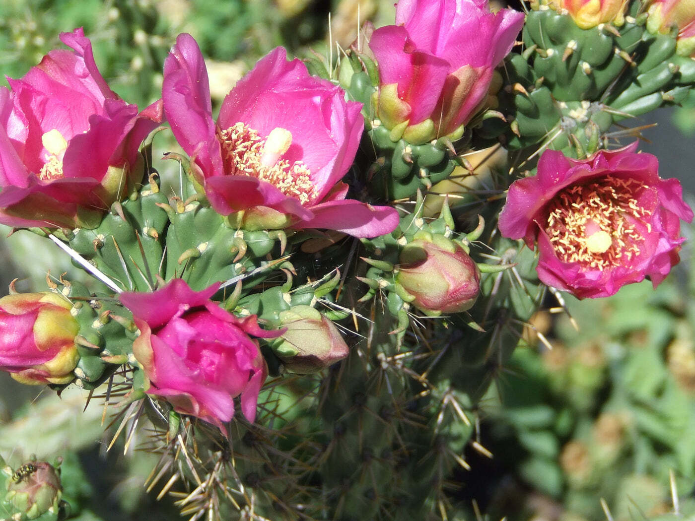Cylindropuntia imbricata
