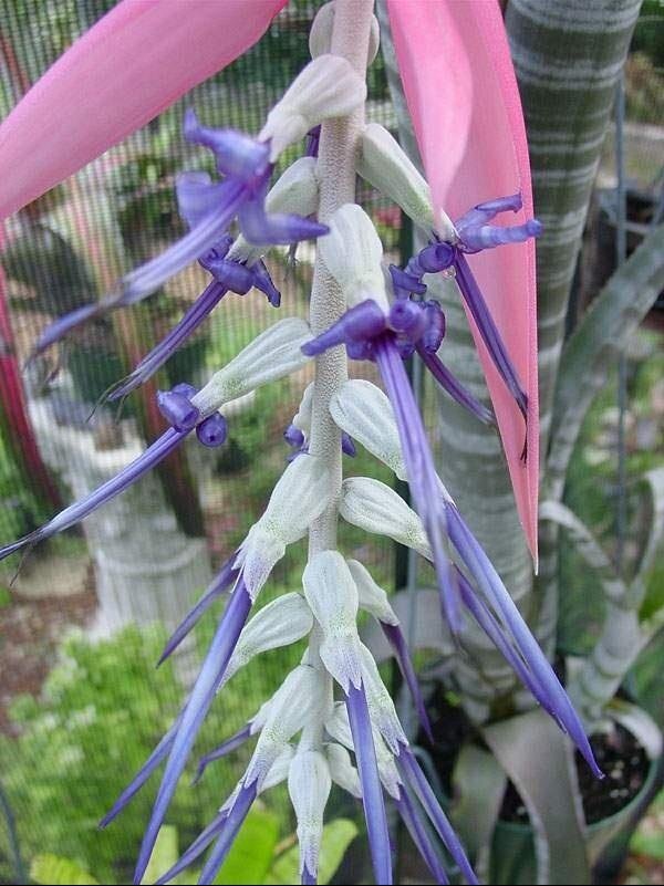 This is Billbergia brasiliensis. The common name for this is Brazillian Bromeliad. Whimsy and Wonder Seeds sells the freshest of rare plant seeds. Other Common names for this rare bromeliad species are: Brazilian Bromeliad, Canistropsis billbergioides, Pineapple Bromeliad. Check this Brazillian Bromeliad (Billbergia brasiliensis) out along with all of our other Bromeliad plant seeds here at Whimsy and Wonder Seeds. We ship these Bromeliad plants seeds from Canada to anywhere in the World