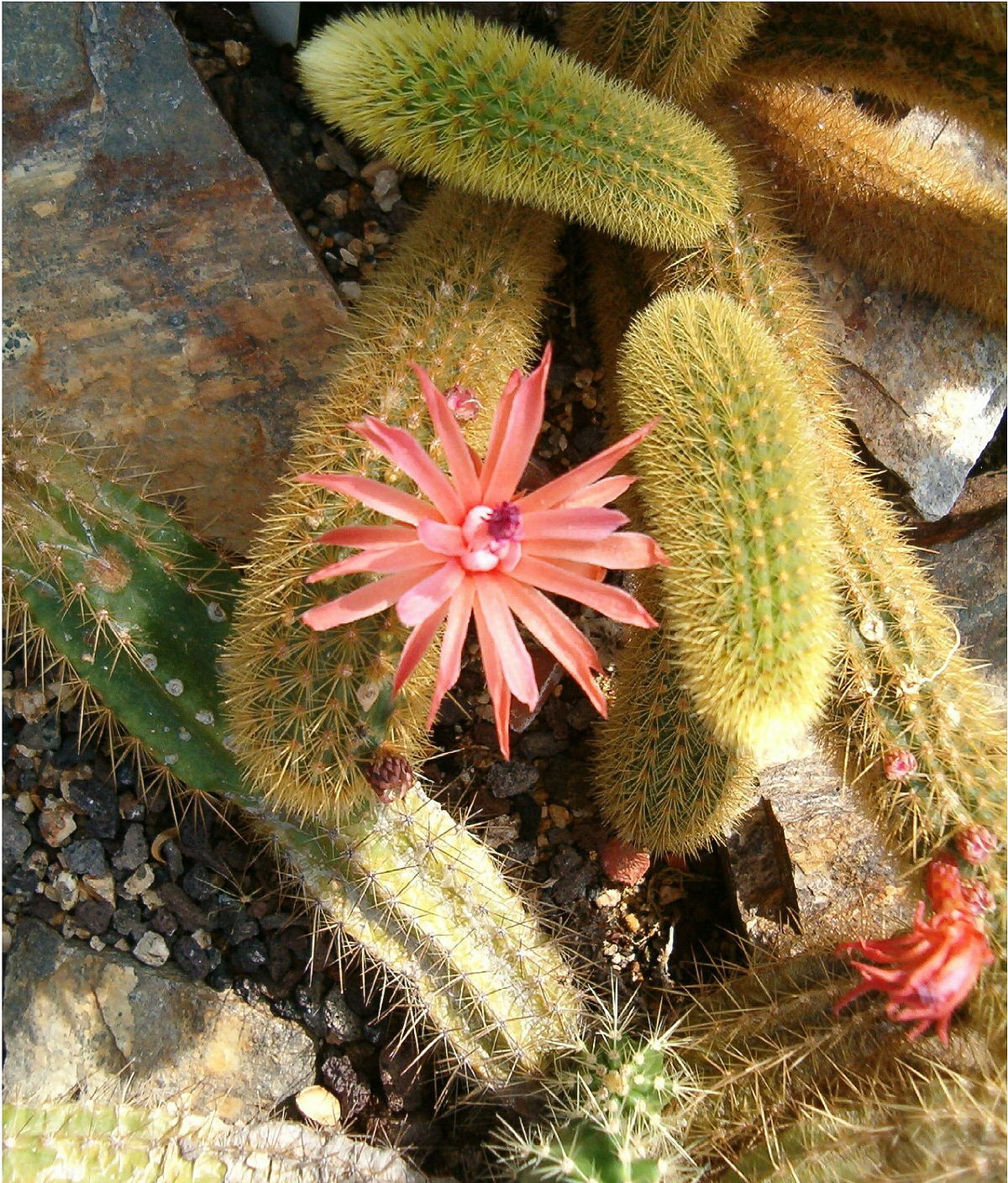 Hildewintera aureispina