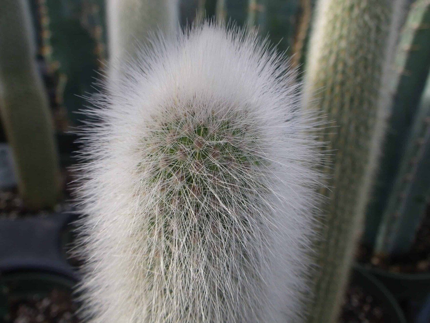 This is Cleistocactus strausii. The common name for this is Wooly Torch Cactus. Whimsy and Wonder Seeds sells the freshest of rare plant seeds. Other Common names for this rare cactus species are: Wooly Torch Cactus: Parodia Magnifica, Snowball Cactus, Old Lady Cactus, Pincushion Cactus. Check this Wooly Torch Cactus (Cleistocactus strausii) out along with all of  our other cacti plant seeds here at Whimsy and Wonder Seeds. We ship these cactus plants seeds from  Canada to anywhere in the World.
