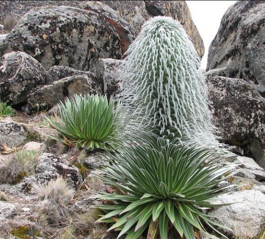 This is Lobelia telekii. The common name for this is Hairy Man Cactus. Whimsy and Wonder Seeds sells the freshest of rare plant seeds. Other Common names for this rare cactus species are: Hairy Man Cactus: Old Man Cactus, Cephalocereus senilis. Check this Hairy Man Cactus (Lobelia telekii) out along with all of  our other cacti plant seeds here at Whimsy and Wonder Seeds. We ship these cactus plants seeds from  Canada to anywhere in the World.
