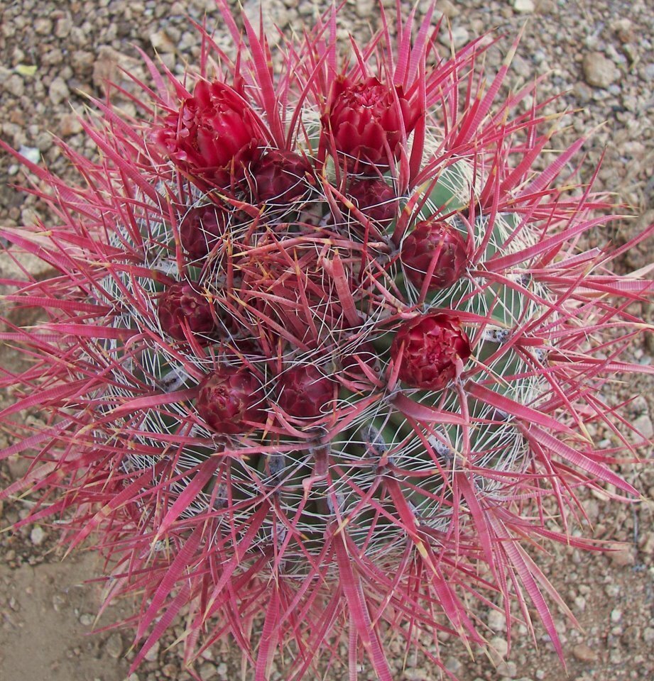 This is Ferocactus gracilis. The common name for this is Fire Barrel Cactus. Whimsy and Wonder Seeds sells the freshest of rare plant seeds. Other Common names for this rare cactus species are:Fire Barrel Cactus: Arizona Barrel Cactus, Ferocactus Acanthodes. Check this Fire Barrel Cactus (Ferocactus gracilis) out along with all of  our other cacti plant seeds here at Whimsy and Wonder Seeds. We ship these cactus plants seeds from  Canada to anywhere in the World.