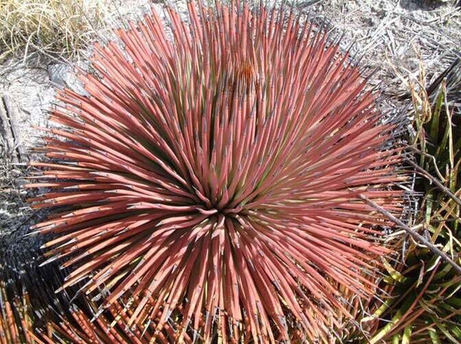 This is Agave stricta rubra. The common name for this is Red Hedgehog Agave. Whimsy and Wonder Seeds sells the freshest of rare plant seeds. Other Common names for this rare succulent plant are: Red Hedgehog Agave - Agave stricta rubra, Hedgehog Agave, Stiff Agave. Check this Red Hedgehog Agave (Agave stricta rubra) out along with all of  our other succulent plant seeds here at Whimsy and Wonder Seeds. We ship these succulent plants  seeds from Canada to anywhere in the World.
