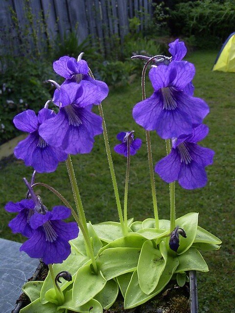 This is Pinguicula grandiflora. The common name for this is Large Flowered Butterwort. Whimsy and Wonder Seeds sells the freshest of rare plant seeds. Other Common names for this rare insectivorous plant are:Large Flowered Butterwort: Giant Butterwort, Purple Butterwort, Grand Butterwort, Butterwort Sundew. Check this Large Flowered Butterwort (Pinguicula grandiflora) out along with all of our other carnivorous plant seeds here at Whimsy and Wonder Seeds. We ship these carnivorous plants seeds from Canada to anywhere in the World.