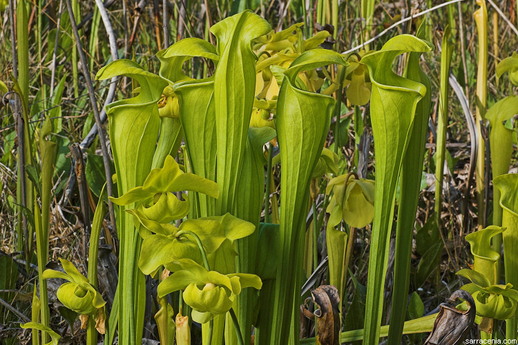Sarracenia alata