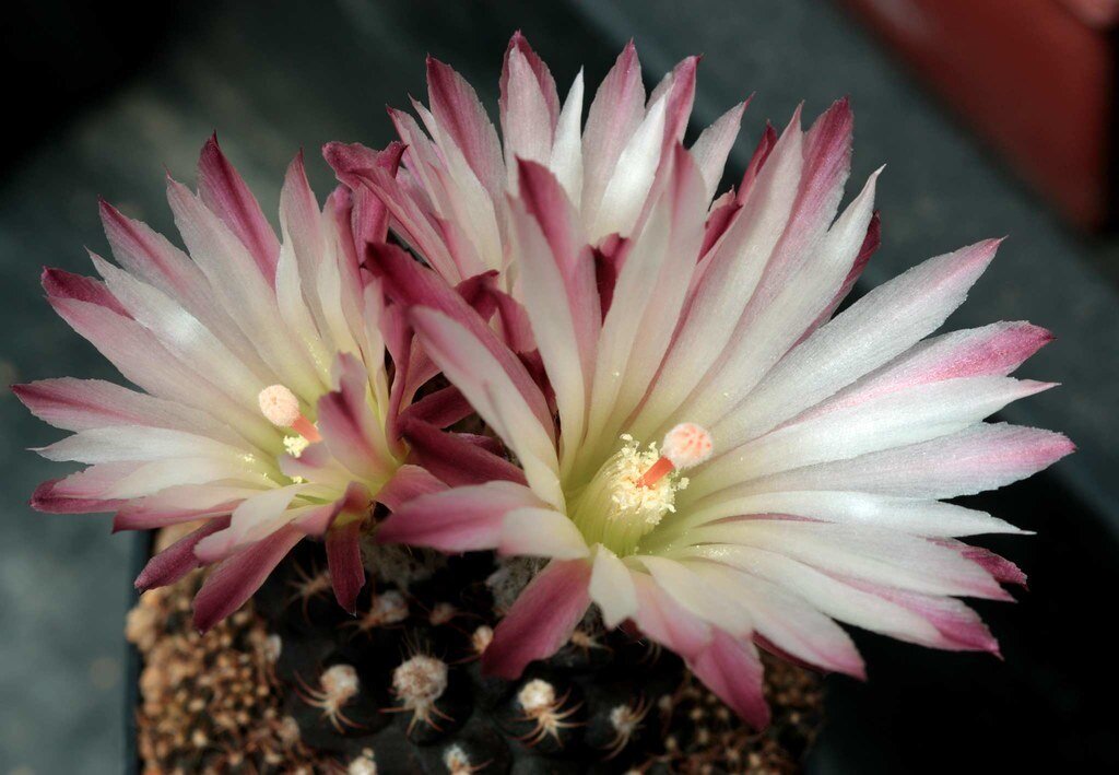 This is Eriosyce esmeraldana. The common name for this is Esmeralda Cactus. Whimsy and Wonder Seeds sells the freshest of rare plant seeds. Other Common names for this rare cactus species are: Esmeralda Cactus: Eriosyce esmeraldana (also known as Emerald Cactus). Check this Esmeralda Cactus (Eriosyce esmeraldana) out along with all of  our other cacti plant seeds here at Whimsy and Wonder Seeds. We ship these cactus plants seeds from  Canada to anywhere in the World.