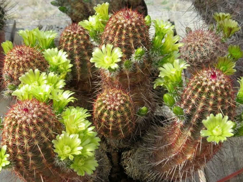 Echinocereus Viridiflorus