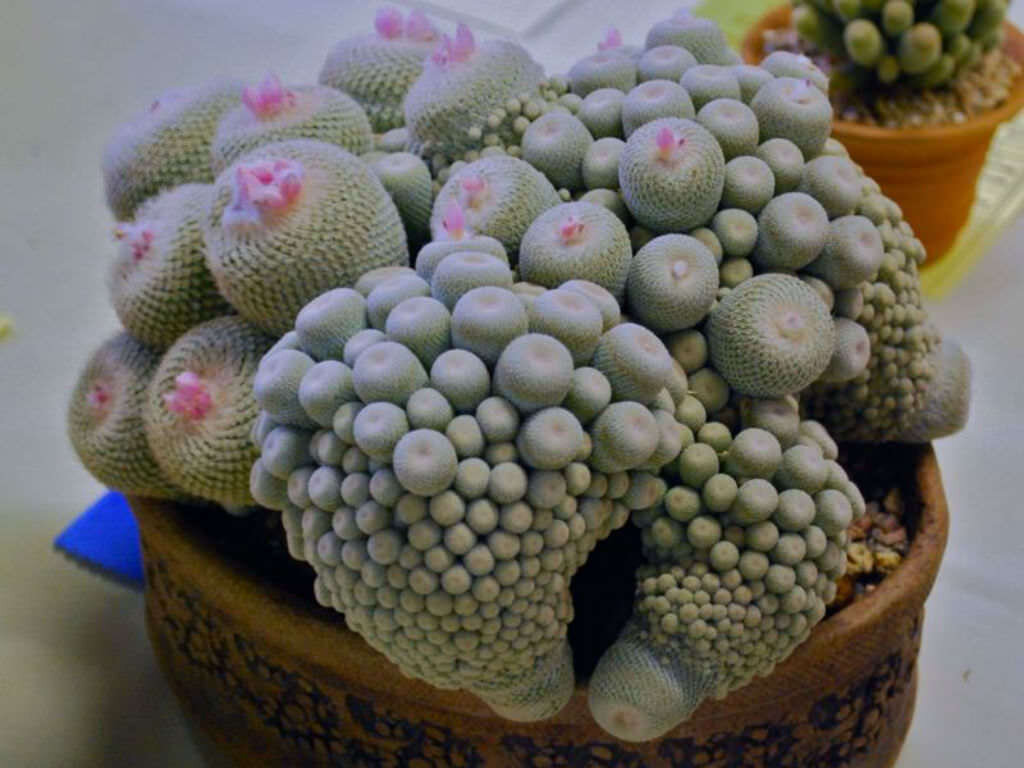 This is Epithelantha micromeris. The common name for this is Button Cactus. Whimsy and Wonder Seeds sells the freshest of rare plant seeds. Other Common names for this rare cactus species are: Button Cactus: Pincushion Cactus, Mammillaria, Hedgehog Cactus. Check this Button Cactus (Epithelantha micromeris) out along with all of  our other cacti plant seeds here at Whimsy and Wonder Seeds. We ship these cactus plants seeds from  Canada to anywhere in the World.