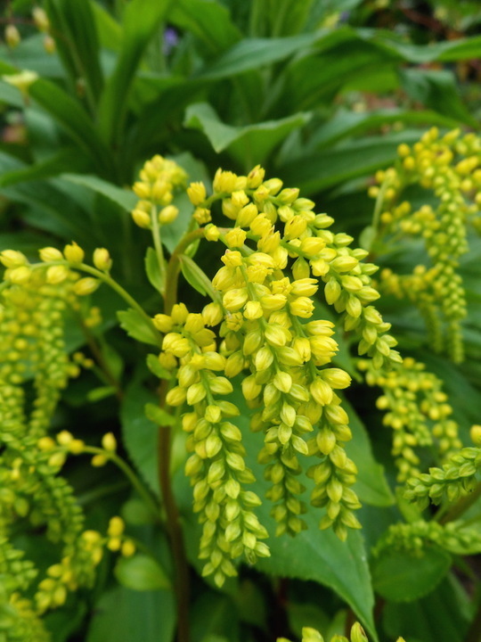 Umbilicus oppostifolius