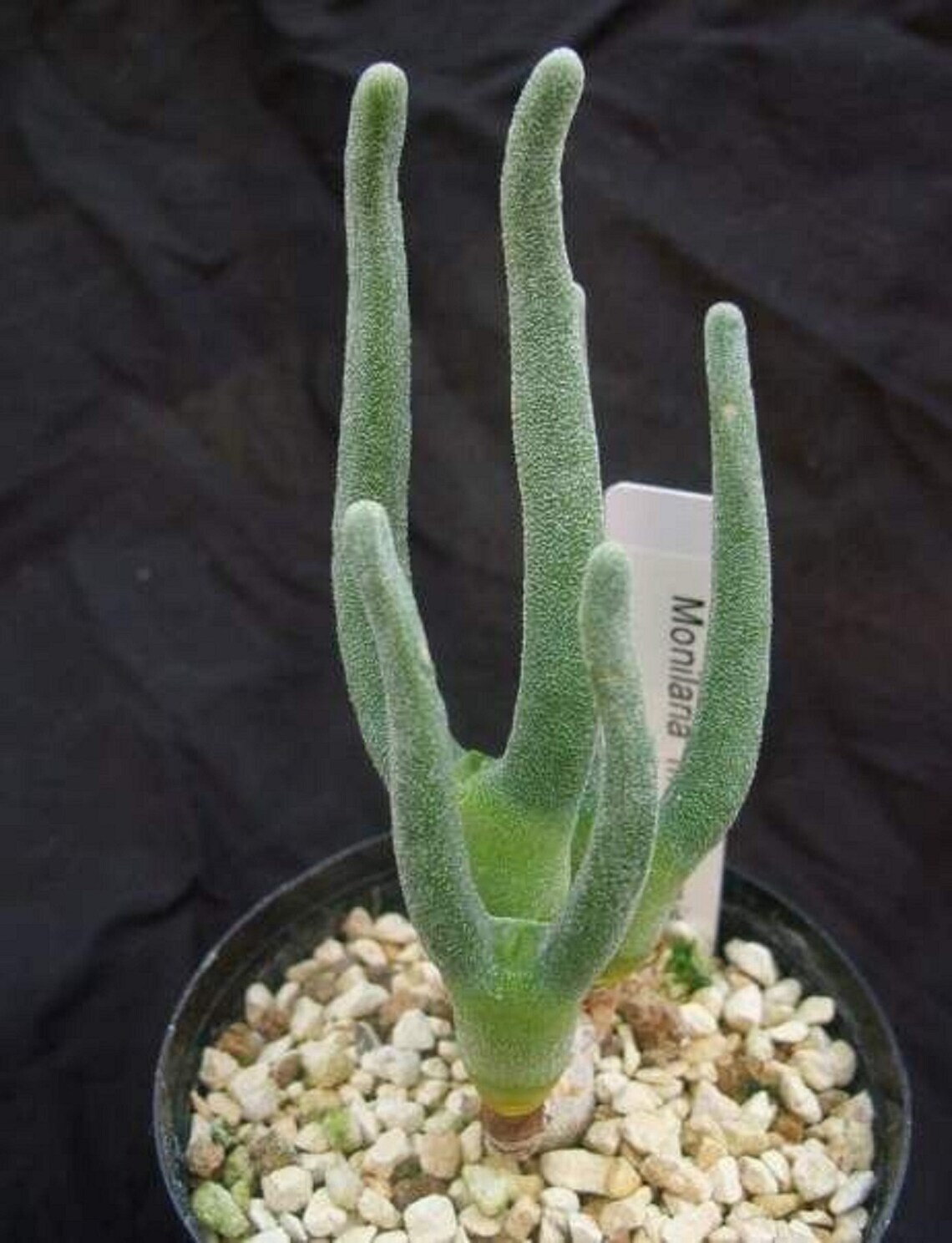 Monilaria moniliformis