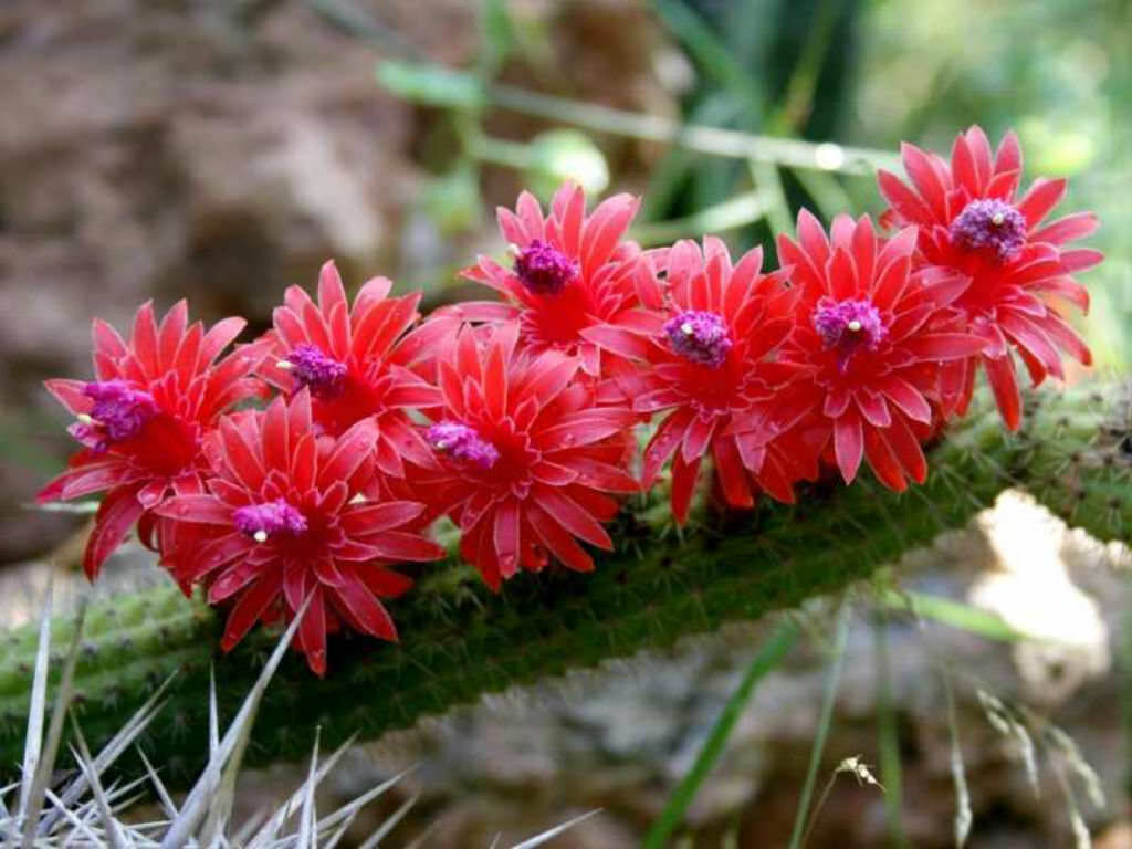 This is Bolivicereus samaipatanus. The common name for this is Bolivian Cactus. Whimsy and Wonder Seeds sells the freshest of rare plant seeds. Other Common names for this rare cactus species are: Bolivian Cactus, Trichocereus bridgesii, Echinopsis lageniformis. Check this Bolivian Cactus (Bolivicereus samaipatanus) out along with all of  our other cacti plant seeds here at Whimsy and Wonder Seeds. We ship these cactus plants seeds from  Canada to anywhere in the World.