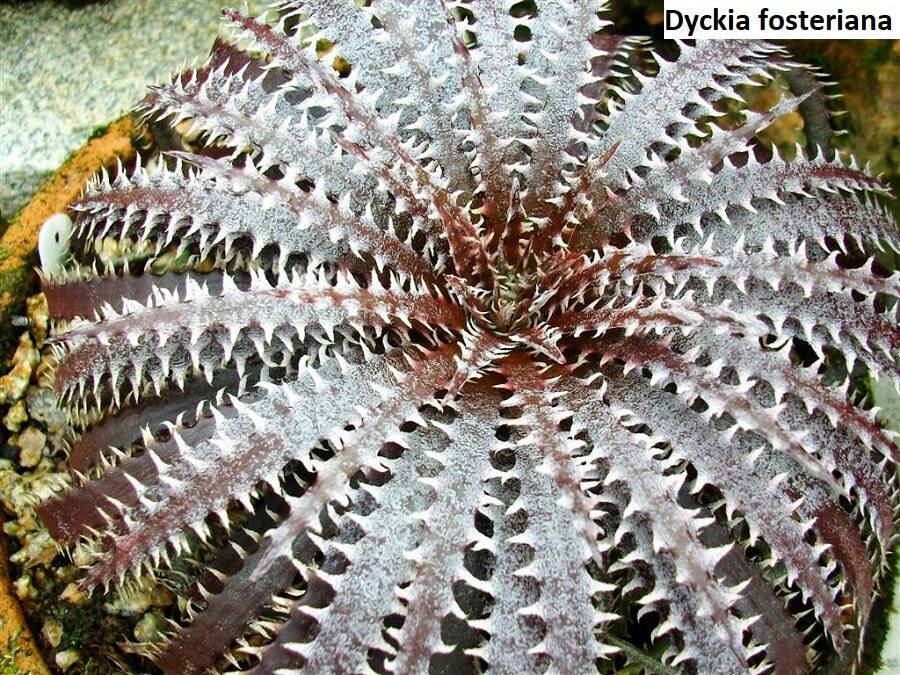 Dyckia fosteriana