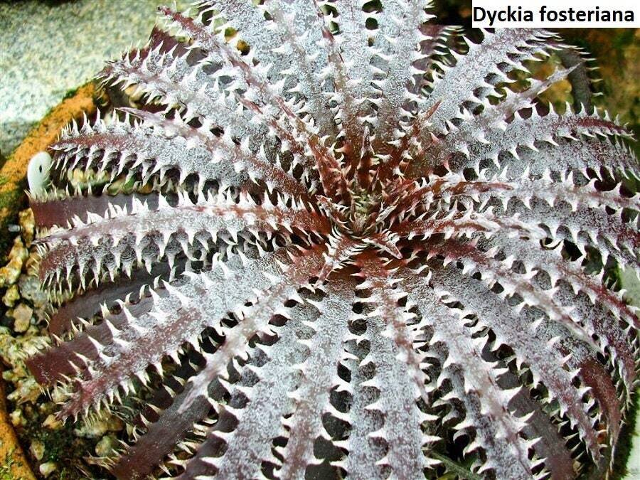 This is Hardy Fosteriana: Agave Fosteriana, Dwarf Century Plant. The common name for this is Hardy Fosteriana. Whimsy and Wonder Seeds sells the freshest of rare plant seeds. Other Common names for this rare bromeliad species are: Hardy Fosteriana: Agave Fosteriana, Dwarf Century Plant. Check this Hardy Fosteriana (Hardy Fosteriana: Agave Fosteriana, Dwarf Century Plant) out along with all of our other Bromeliad plant seeds here at Whimsy and Wonder Seeds. We ship these Bromeliad plants seeds from Canada to anywhere in the World