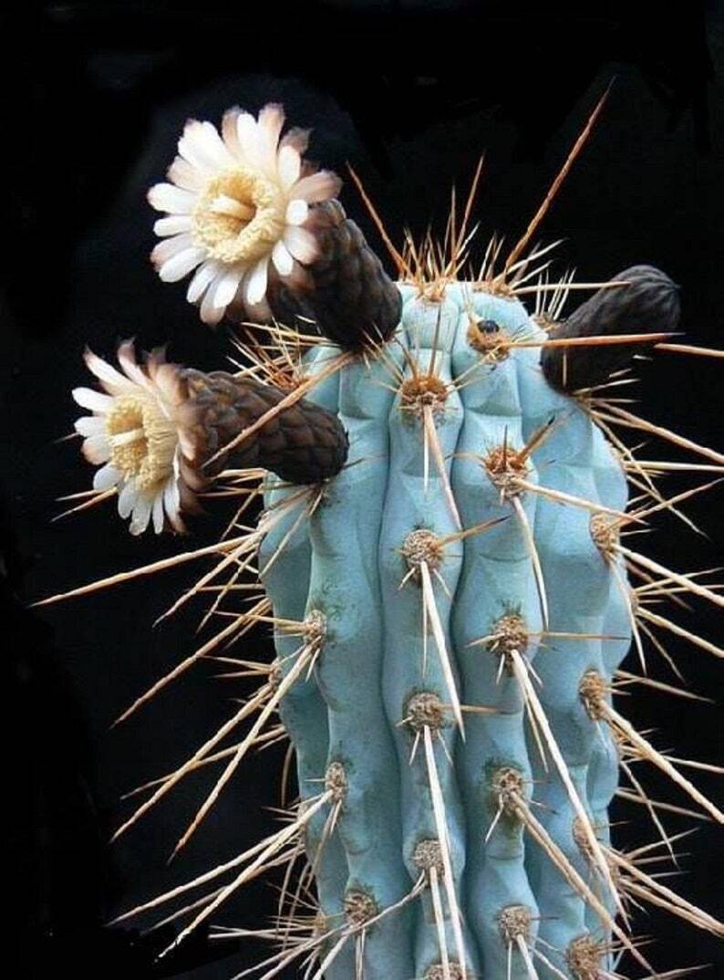 Azureocereus hertlingianus