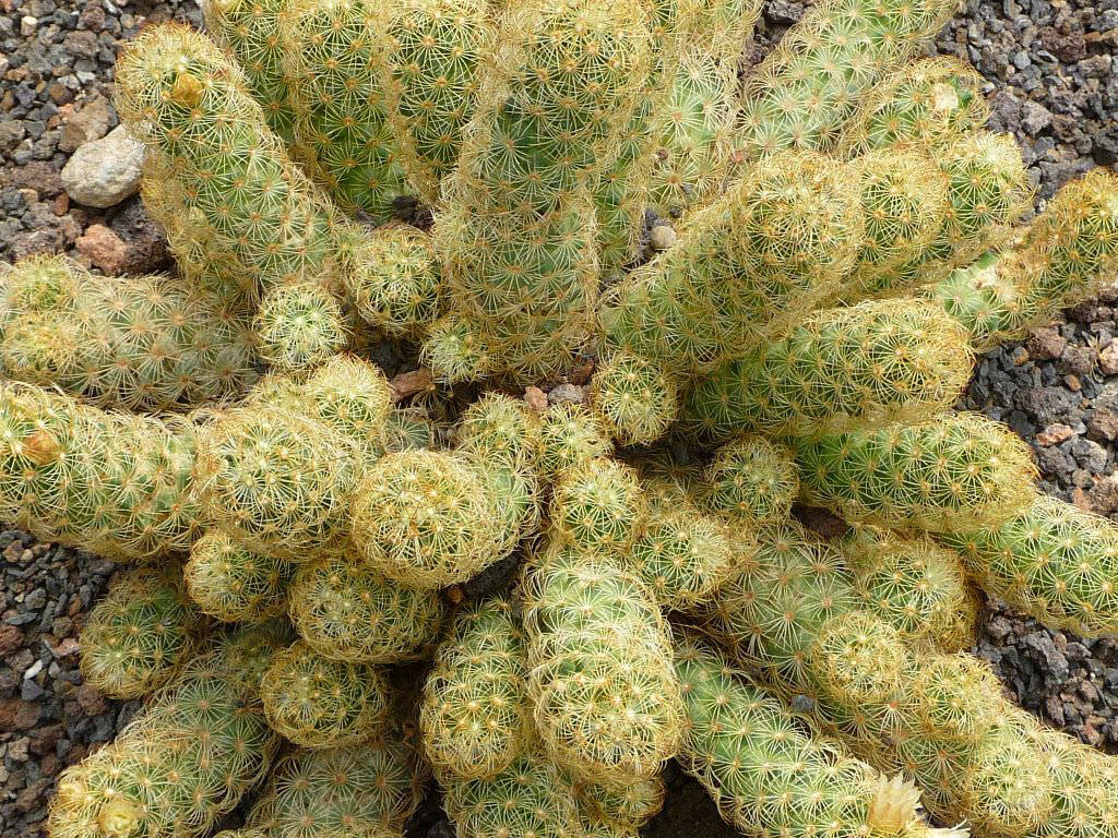 Mammillaria elongata