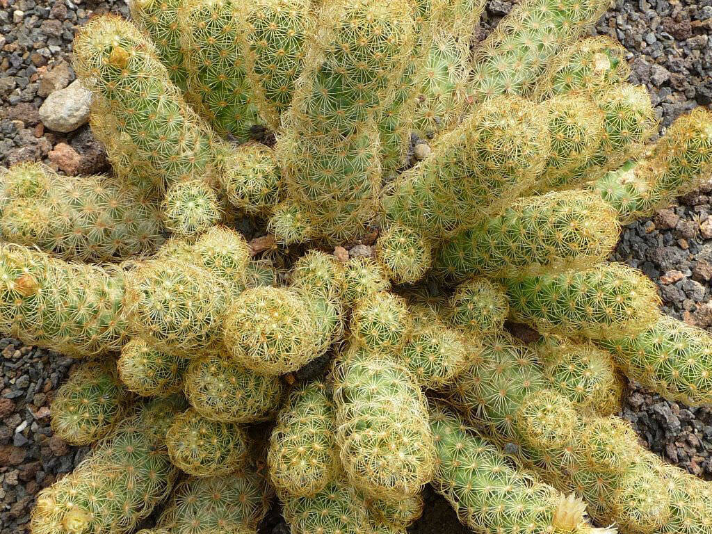 This is Mammillaria elongata. The common name for this is Ladyfinger Cactus. Whimsy and Wonder Seeds sells the freshest of rare plant seeds. Other Common names for this rare cactus species are: Ladyfinger Cactus: Echinocactus horizonthalonius, Horse Crippler, Devil&#39;s Tongue. Check this Ladyfinger Cactus (Mammillaria elongata) out along with all of  our other cacti plant seeds here at Whimsy and Wonder Seeds. We ship these cactus plants seeds from  Canada to anywhere in the World.