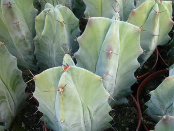 This is Lemaireocereus pruinosus. The common name for this is Gray Ghost Organ Pipe Cactus. Whimsy and Wonder Seeds sells the freshest of rare plant seeds. Other Common names for this rare cactus species are: Gray Ghost Organ Pipe Cactus: Organ Pipe Cactus, Pitahaya Dulce, Pitaya Dulce, Stenocereus thurberi. Check this Gray Ghost Organ Pipe Cactus (Lemaireocereus pruinosus) out along with all of  our other cacti plant seeds here at Whimsy and Wonder Seeds. We ship these cactus plants seeds from  Canada to anywhere in the World.