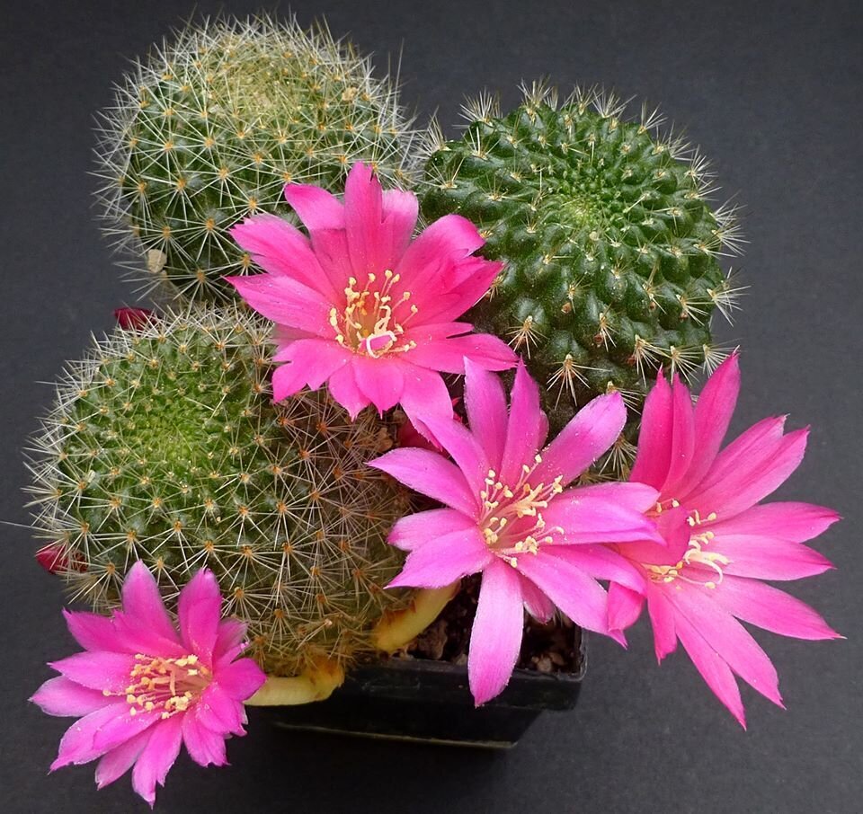This is Rebutia violaciflora. The common name for this is Pink Crown Cactus. Whimsy and Wonder Seeds sells the freshest of rare plant seeds. Other Common names for this rare cactus species are: Pink Crown Cactus: Pink crown of thorns, Christ plant, Christ thorn, Euphorbia milii. Check this Pink Crown Cactus (Rebutia violaciflora) out along with all of  our other cacti plant seeds here at Whimsy and Wonder Seeds. We ship these cactus plants seeds from  Canada to anywhere in the World.