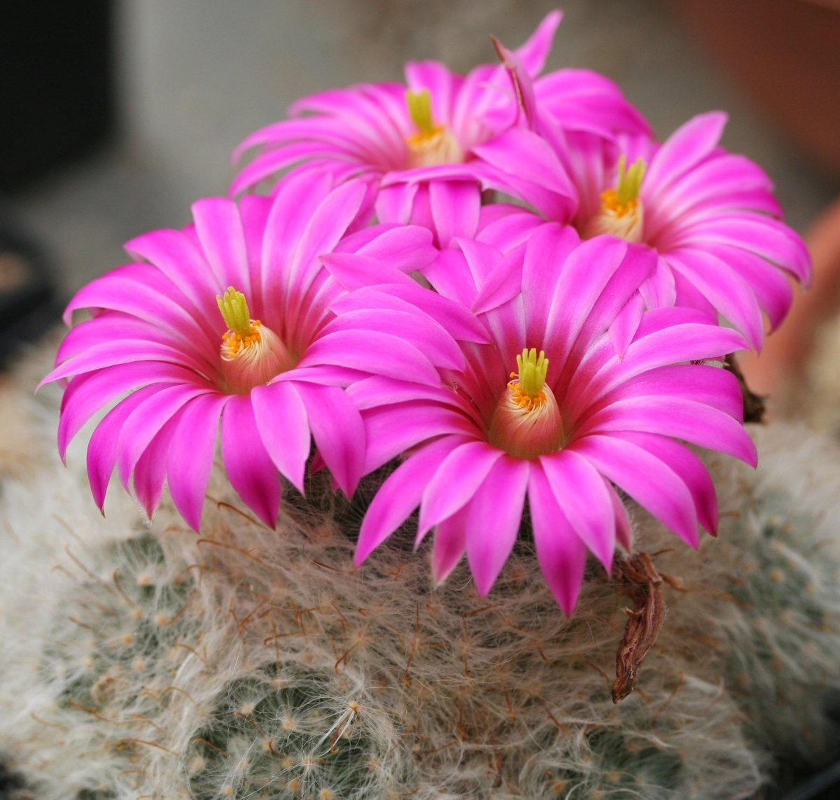 Mammillaria guelzowiana