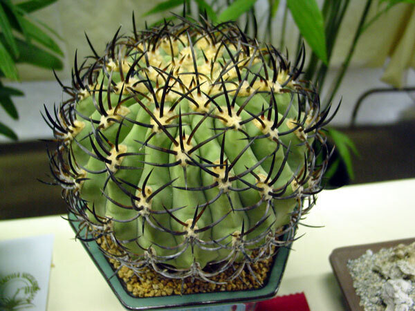 This is Eriosyce ceratistes. The common name for this is Black Spine Cactus. Whimsy and Wonder Seeds sells the freshest of rare plant seeds. Other Common names for this rare cactus species are: Black Spine Cactus, Golden Ball Cactus, Notocactus scopa. Check this Black Spine Cactus (Eriosyce ceratistes) out along with all of  our other cacti plant seeds here at Whimsy and Wonder Seeds. We ship these cactus plants seeds from  Canada to anywhere in the World.