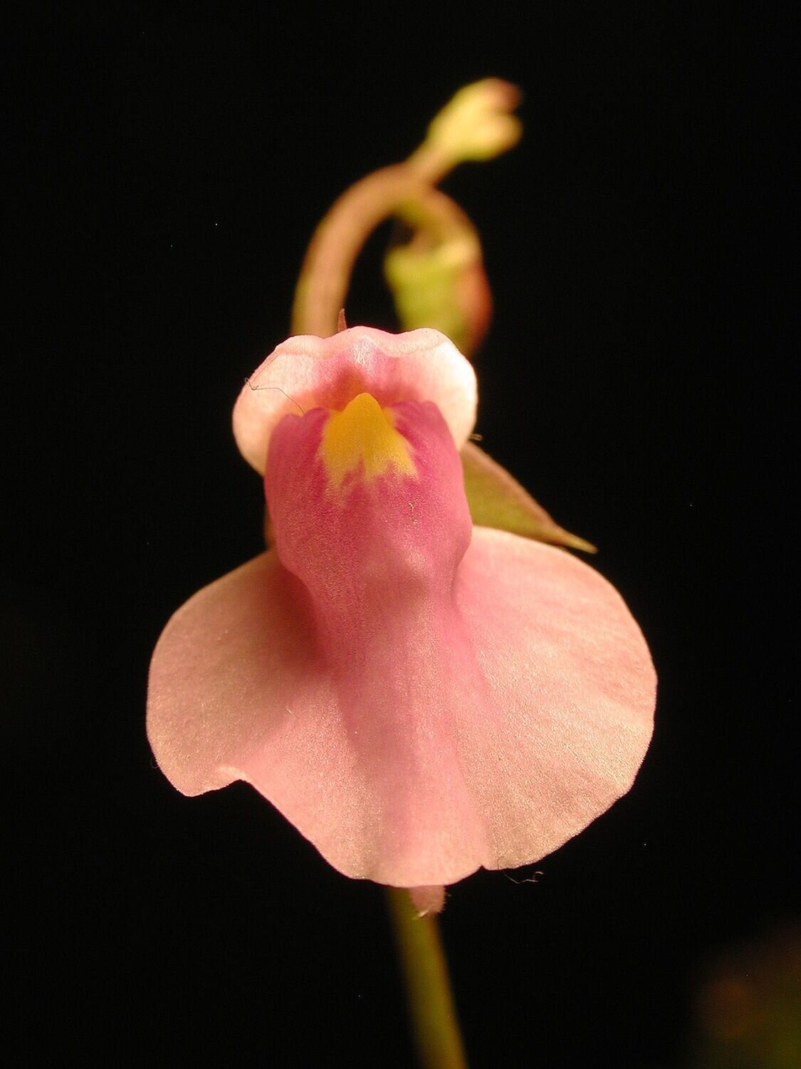 This is Utricularia calycifida. The common name for this is Peach Flowered Bladderwort. Whimsy and Wonder Seeds sells the freshest of rare plant seeds. Other Common names for this rare insectivorous plant are: Peach Flowered Bladderwort: Utricularia, Yellow Bladderwort, Humped Bladderwort, Swollen Bladderwort, Coneflower Bladderwort. Check this Peach Flowered Bladderwort (Utricularia calycifida) out along with all of our other carnivorous plant seeds here at Whimsy and Wonder Seeds. We ship these carnivorous plants seeds from Canada to anywhere in the World.