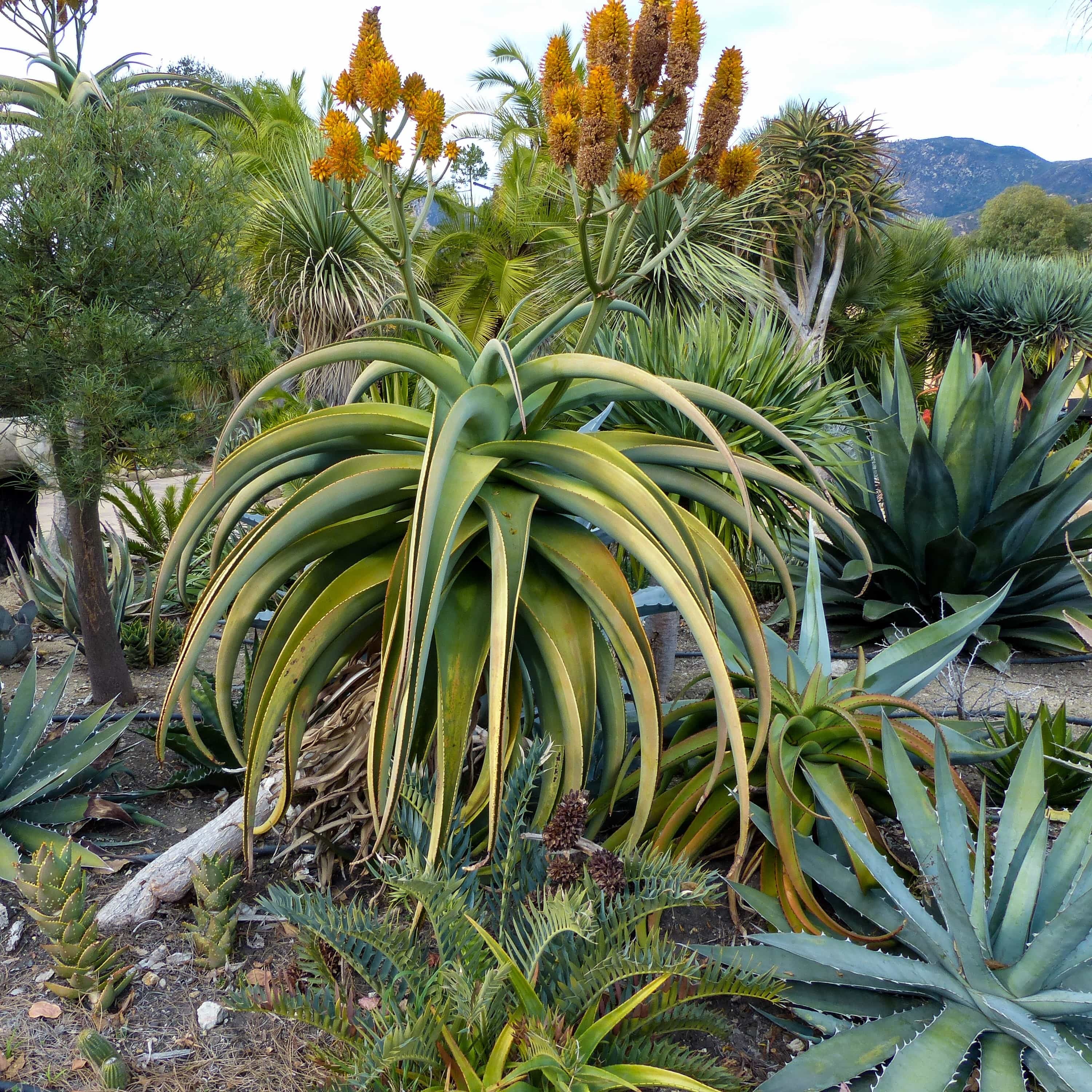 Aloe thraskii