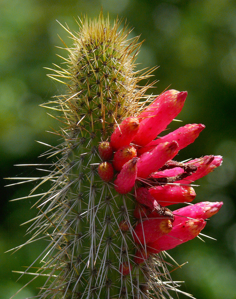 Cleistocactus candelilla