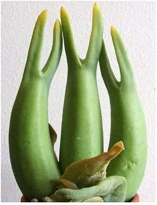 This is Mitrophyllum mitratum. The common name for this is Snail Succulent. Whimsy and Wonder Seeds sells the freshest of rare plant seeds. Other Common names for this rare succulent plant are: Snail Succulent: Spiral Aloe, Mother-in-Law's Cushion, Spiral Agave, Whale's Tongue Agave. Check this Snail Succulent (Mitrophyllum mitratum) out along with all of  our other succulent plant seeds here at Whimsy and Wonder Seeds. We ship these succulent plants  seeds from Canada to anywhere in the World.
