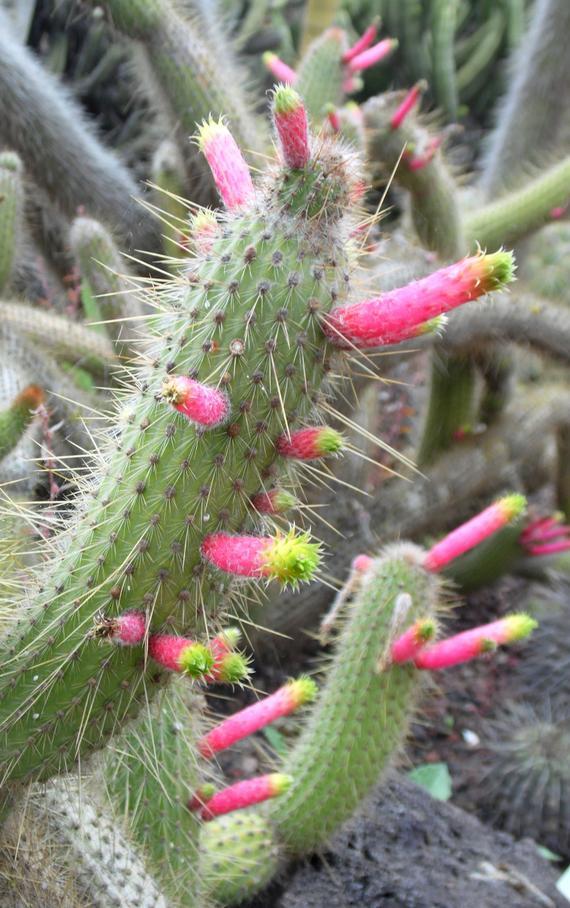 Cleistocactus smaragdiflorus